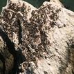 Colony of common murres on Point Resistance Rock