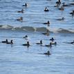 Surf scoters at Point Reyes SMR