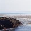 Cormorants and gulls near kelp bed at Abalone Cove SMCA