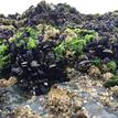 Mussels, sea lettuce, and barnacles at Pyramid Point SMCA