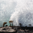 Sea palms in Salt Point SMCA