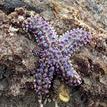 Giant sea star in San Diego-Scripps Coastal SMCA