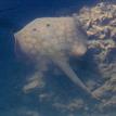 A round stingray in the San Dieguito Lagoon SMCA