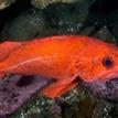 Vermilion rockfish at Saunders Reef SMCA