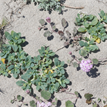 Alkali heliotrope near Skunk Point SMR