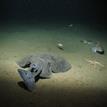 Pacific electric ray, stripetail rockfish, fish-eating sea star, and lingcod in Soquel Canyon SMCA