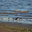 Golden plover in South Humboldt Bay SMRMA