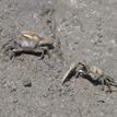 Mexican fiddler crabs in Upper Newport Bay SMCA