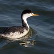 Clark's grebe in Vandenberg SMR