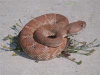 Rattlesnake