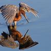 Reddish egret at Bolsa Chica. Photo by: Steven Eric Smith.