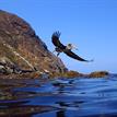 Brown pelican and gull at the special closure