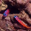 Blue-banded gobies at Arrow Pt to Lion Head Pt SMCA