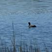 American coot in the Batiquitos Lagoon SMCA (No-Take)