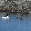 Common mergansers in Big Flat SMCA