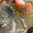 Sea urchin and sea slug on kelp, Big River Estuary SMCA