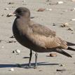 Heermann's gull at Blue Cavern Onshore SMCA (No-Take)