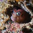 Rockpool blenny in Campus Point SMCA (No-Take)