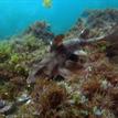 Horn shark in Crystal Cove SMCA