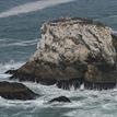 Common murres and cormorants at the special closure