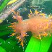 Rainbow nudibranch (sea slug) in Elkhorn Slough SMCA