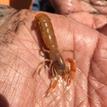 Bay ghost shrimp at Drakes Estero SMCA