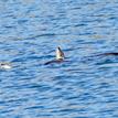 North American river otters near Estero de San Antonio SMRMA