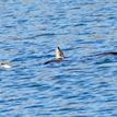 North American river otters near Estero de San Antonio SMRMA