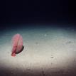 Sea pen on sandy seafloor at Farnsworth Offshore SMCA