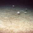 School of small fish over sandy seafloor, Harris Point SMR