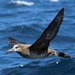 Black-footed albatross at Judith Rock SMR