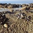 Mussels, owl limpets, and aggregating anemones at Kashtayit SMCA