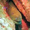 Moray eel and blue-banded gobies, Long Point SMR