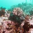 Cabezon and abalone at MacKerricher SMCA