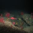 Juvenile yelloweye rockfish near Mattole Canyon SMR