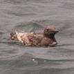 Common murre in Moro Cojo Slough SMR