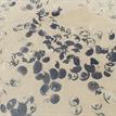 A purse of sand dollars at Morro Bay SMRMA