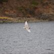 Glaucous-winged gull, fish in its beak at Navarro River Estuary SMCA