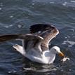 Western gull with a crab in its beak, Piedras Blancas SMR