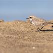 Snowy plover at Point Buchon SMR