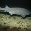 Bluntnose sixgill shark in Point Lobos SMR