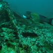 Male California sheephead at Richardson Rock SMR