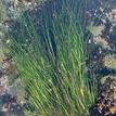 Surfgrass in Russian River SMCA