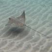 Bat ray in Matlahuayl SMR