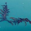 Feather boa kelp drifting in the San Dieguito Lagoon SMCA