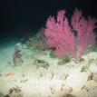 Pink gorgonian and sea stars at Santa Barbara Island SMR