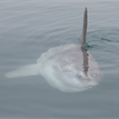 Ocean sunfish (common mola) in Sea Lion Gulch SMR