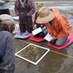 Sampling quadrats in South Humboldt Bay SMRMA