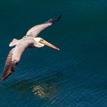 Brown pelican in South La Jolla SMCA