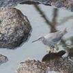 Wandering tattler in Southeast Farallon Island Special Closure